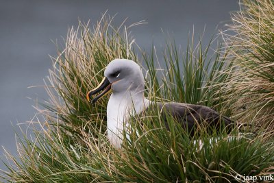 Grey-headed Albatross - Grijskopalbatros - Thalassarche chrystostoma