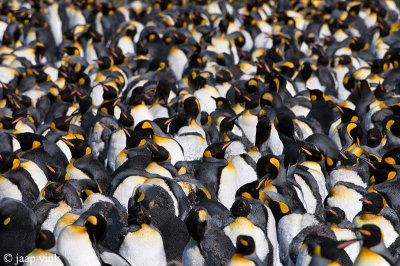 King Penguin - Koningspingun - Aptenodytes patagonicus