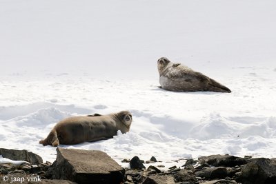 Weddell Seal - Weddell Zeehond - Leptochotes weddellii