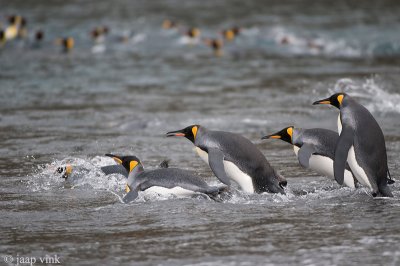 King Penguin - Koningspingun - Aptenodytes patagonicus