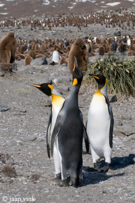 King Penguin - Koningspingun - Aptenodytes patagonicus