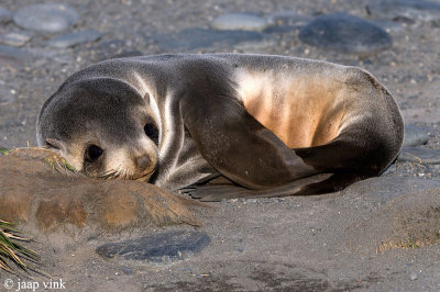 Antarctic Fur Seal - Arctocephalus gazella