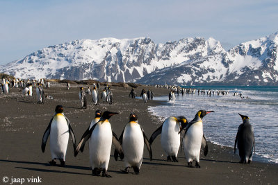 King Penguin - Koningspingun - Aptenodytes patagonicus