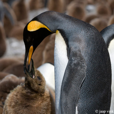 King Penguin - Koningspingun - Aptenodytes patagonicus