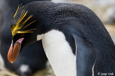 Macaroni Penguin - Macaronipingun - Eudyptes chrysolophus