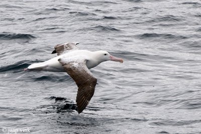 Southern Royal Albatross - Zuidelijke Koningsalbatros - Diomedea epomophora