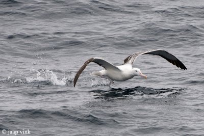 Southern Royal Albatross - Zuidelijke Koningsalbatros - Diomedea epomophora