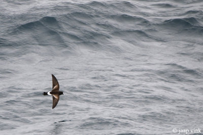 Wilson's Storm-petrel - Wilson-stormvogeltje - Oceanites oceanicus