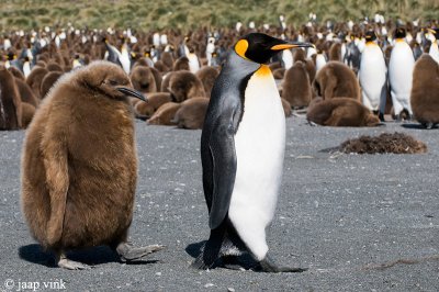 King Penguin - Koningspingun - Aptenodytes patagonicus