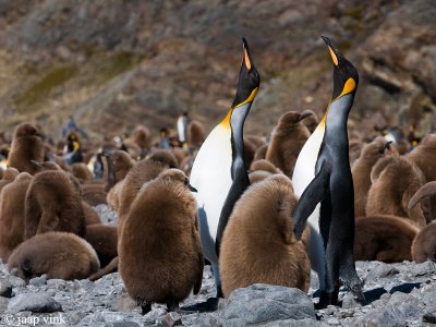 King Penguin - Koningspingun - Aptenodytes patagonicus