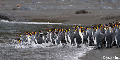 King Penguin - Koningspingun - Aptenodytes patagonicus