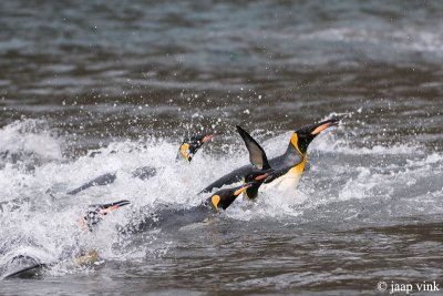 King Penguin - Koningspingun - Aptenodytes patagonicus