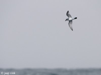 g1/39/890439/3/132127864.GU2kuzeK.jpg