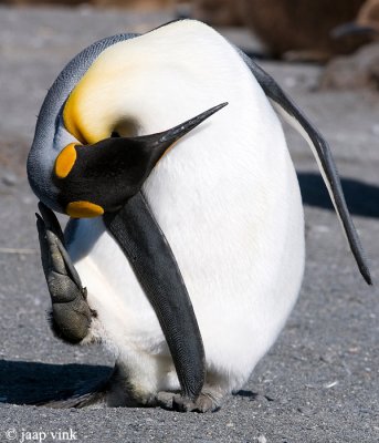 King Penguin - Koningspingun - Aptenodytes patagonicus