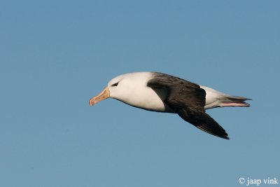 Black-browed Albatross - Wenkbrouwalbatros - Thalassarche melanophris
