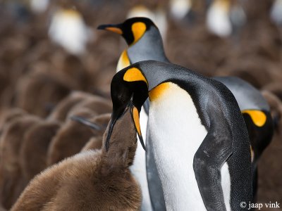 King Penguin - Koningspingun - Aptenodytes patagonicus