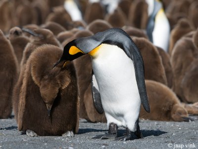 King Penguin - Koningspingun - Aptenodytes patagonicus