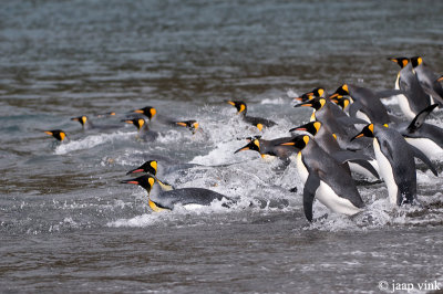 King Penguin - Koningspingun - Aptenodytes patagonicus