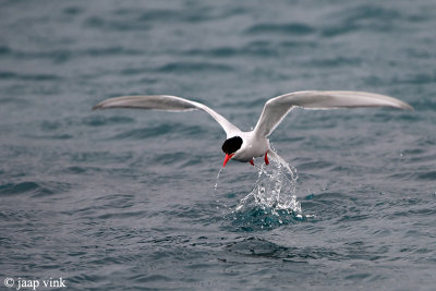 Antarctic Tern - Antarctische Stern - Sterna vittata georgiae