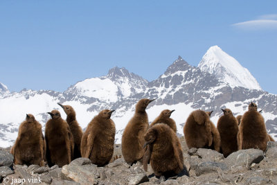 King Penguin - Koningspingun - Aptenodytes patagonicus