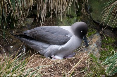 Light-mantled Sooty Albatross - Roetkopalbatros - Phoebetria palpebrata