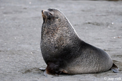 Antarctic Fur Seal - Antarctische Pelsrob - Arctocephalus gazella