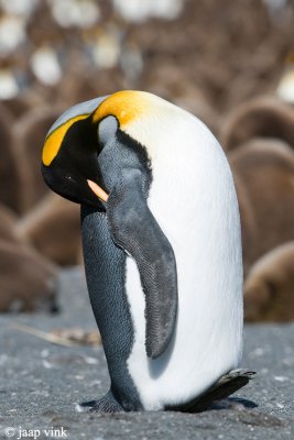 King Penguin - Koningspingun - Aptenodytes patagonicus