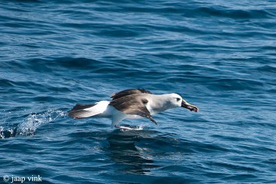 Atlantic Yellow-nosed Albatross - Geelbekalbatros - Thalassarche chlororhynchos