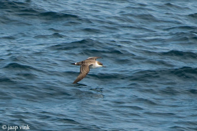 Great Shearwater - Grote Pijlstormvogel - Puffinus gravis