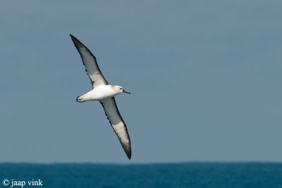 Atlantic Yellow-nosed Albatross - Geelbekalbatros - Thalassarche chlororhynchos