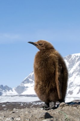 King Penguin - Koningspingun - Aptenodytes patagonicus