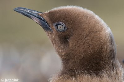 King Penguin - Koningspingun - Aptenodytes patagonicus