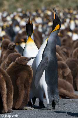 King Penguin - Koningspingun - Aptenodytes patagonicus