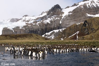 King Penguin - Koningspingun - Aptenodytes patagonicus