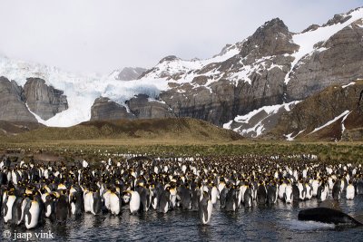 King Penguin - Koningspingun - Aptenodytes patagonicus