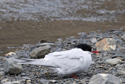 Antarctic Tern - Antarctische Stern - Sterna vittata georgiae