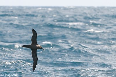 Dark-mantled Sooty Albatross - Zwarte Albatros - Phoebetria fusca