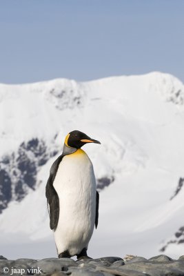 King Penguin - Koningspingun - Aptenodytes patagonicus