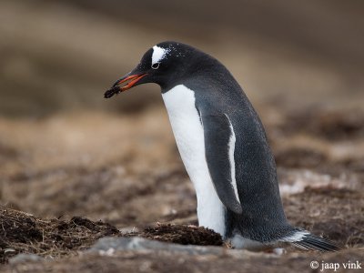 Gentoo Penguin - Ezelspingun - Pygoscelis papua