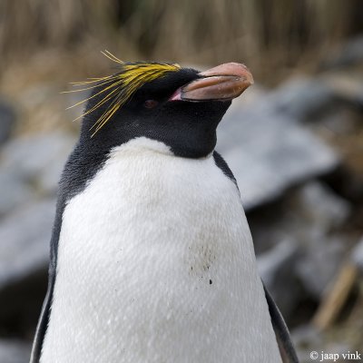 Macaroni Penguin - Macaronipingun - Eudyptes chrysolophus
