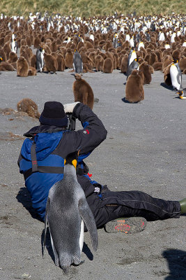 King Penguin - Koningspingun - Aptenodytes patagonicus