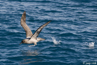 Light-mantled Sooty Albatross - Roetkopalbatros - Phoebetria palpebrata