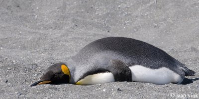 King Penguin - Koningspingun - Aptenodytes patagonicus