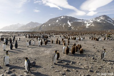 King Penguin - Koningspingun - Aptenodytes patagonicus