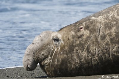 Southern Elephant Seal - Zeeolifant - Mirounga leonina