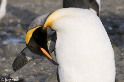 King Penguin - Koningspingun - Aptenodytes patagonicus