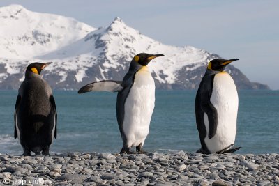 King Penguin - Koningspingun - Aptenodytes patagonicus