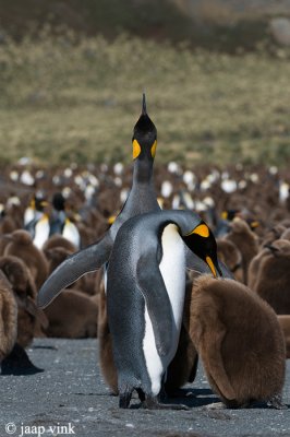 King Penguin - Koningspingun - Aptenodytes patagonicus