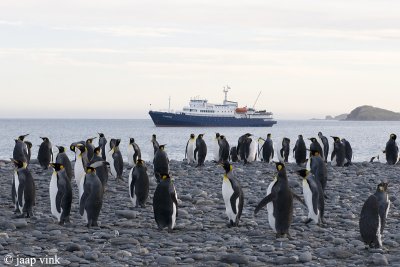 King Penguin - Koningspingun - Aptenodytes patagonicus