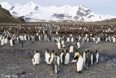 King Penguin - Koningspingun - Aptenodytes patagonicus